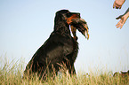 Gordon Setter retrieves duck