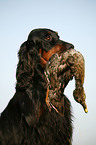 Gordon Setter retrieves duck