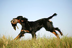 Gordon Setter retrieves duck