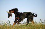 Gordon Setter retrieves duck