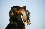Gordon Setter retrieves duck