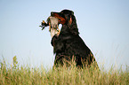 Gordon Setter retrieves duck