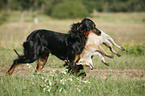 Gordon Setter retrieves fox