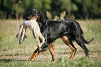 Gordon Setter retrieves fox