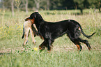Gordon Setter retrieves fox