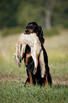 Gordon Setter retrieves fox