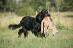 Gordon Setter retrieves fox