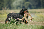 Gordon Setter retrieves fox