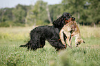 Gordon Setter retrieves fox