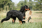 Gordon Setter retrieves fox