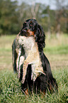 Gordon Setter retrieves fox