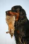 Gordon Setter retrieves rabbit
