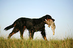 Gordon Setter retrieves rabbit