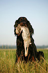 Gordon Setter retrieves rabbit