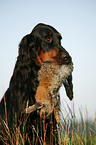 Gordon Setter retrieves rabbit