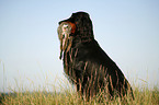 Gordon Setter retrieves rabbit