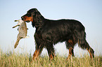 Gordon Setter retrieves rabbit