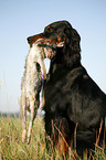 Gordon Setter retrieves rabbit