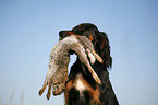 Gordon Setter retrieves rabbit