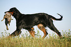 Gordon Setter retrieves rabbit