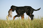 Gordon Setter retrieves rabbit