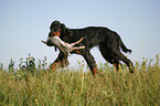 Gordon Setter retrieves rabbit
