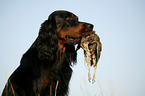 Gordon Setter retrieves partridge