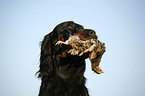 Gordon Setter retrieves partridge