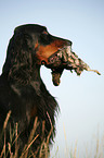 Gordon Setter retrieves partridge