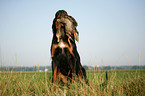 Gordon Setter retrieves partridge