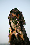 Gordon Setter retrieves partridge