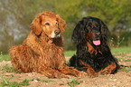Golden Retriever and Gordon Setter