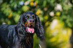 Gordon Setter Portrait