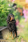 Gordon Setter