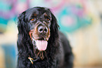 Gordon Setter Portrait