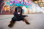lying Gordon Setter