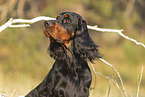 Gordon Setter Portrait