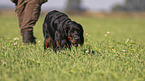 female Gordon Setter