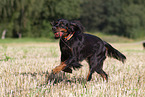 running Gordon Setter