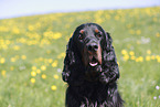 male Gordon Setter