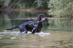 Gordon Setter