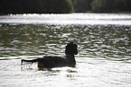 Gordon Setter