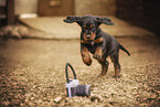 Gordon Setter puppy