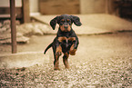 Gordon Setter puppy