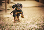 Gordon Setter puppy