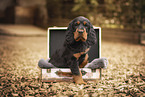 Gordon Setter puppy