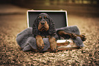 Gordon Setter puppy