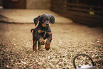 Gordon Setter puppy
