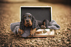 Gordon Setter puppy