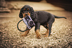 Gordon Setter puppy